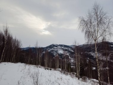 Güzel kış ormanı karla kaplı ağaçlarla