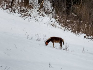 Karlı bir kış ormanında kardaki geyik