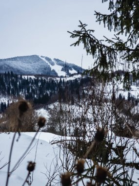 Karla kaplı köknar ağaçları ile kış manzarası