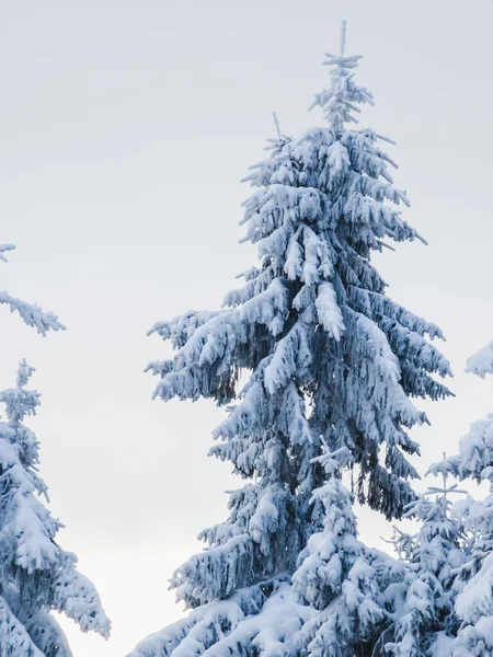 Kış ormanlarında çam dalları karla kaplıdır.