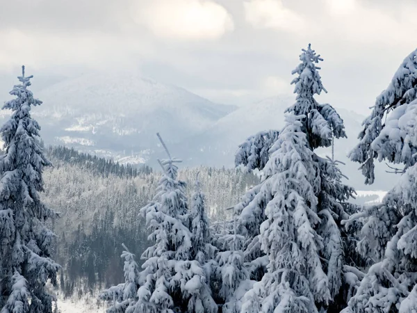 Dağlarda karla kaplı ağaçlar. Güzel kış manzarası. Kışın Karpat Dağları.