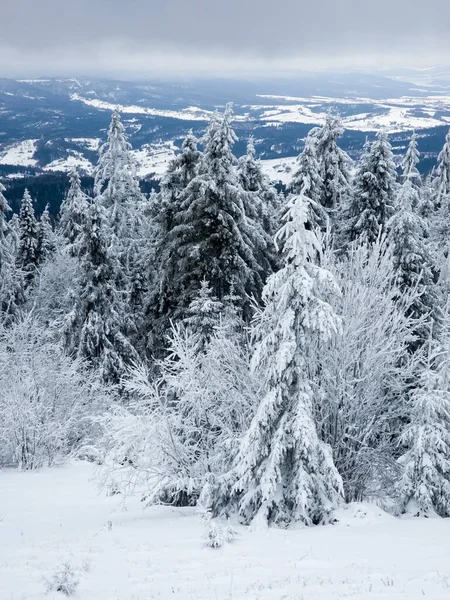 Kışın karla kaplı orman