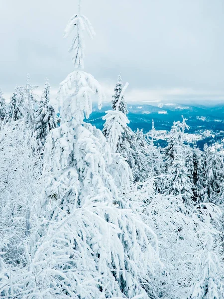 Ormanda kış karı. Beyaz karla kaplı köknar ağaçları olan güzel kış manzarası. Karla kaplı Noel ağaçları.