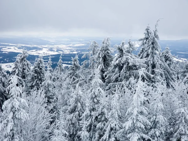 Karla kaplı dağlarda kış manzarası ve bulutlu bir günde köknar ağaçları