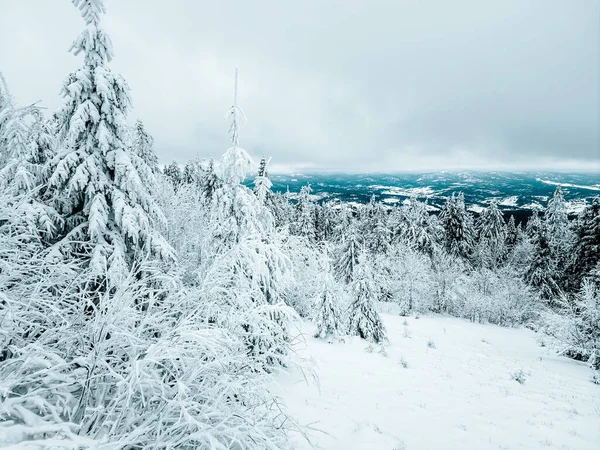 Karla kaplı ağaçlarla kaplı güzel kış manzarası