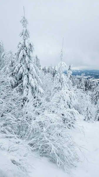 Kışın ormandaki köknar ağaçlarına kar yağar..