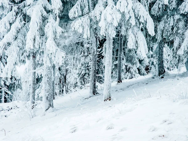 Ormanın kış manzarası karla kaplı ağaçlar. Kışın karlı ormanlı kış manzarası.