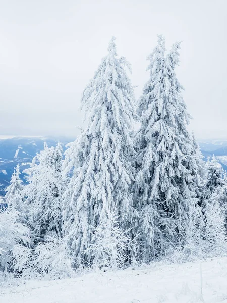 Kış manzarası karla kaplı ağaçlar, dağ sıraları, mavi gökyüzü tüylü beyaz kar