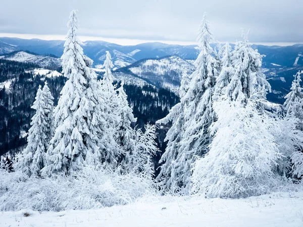 Karla kaplı ağaçlarla kaplı kış manzarası