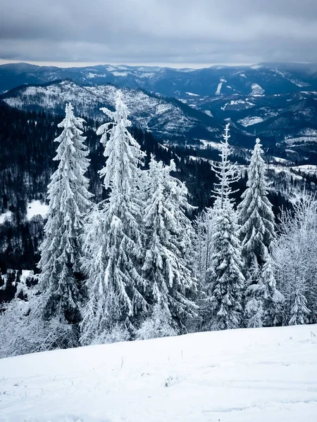 Kışın dağın yamacında köknar ağacı karla kaplanır.