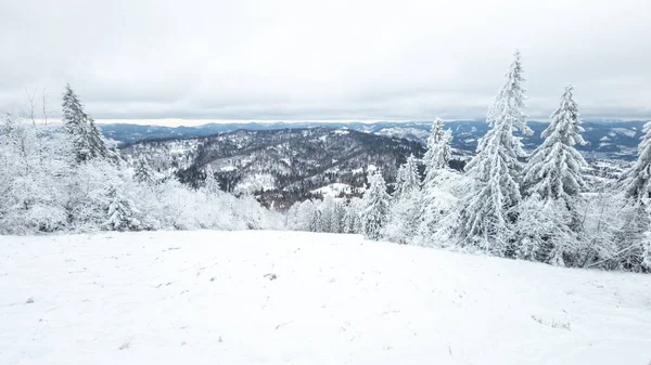 köknar ve ağaçlarla kaplı kış manzarası