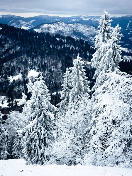 Karla kaplı ağaçlarla kaplı kış manzarası