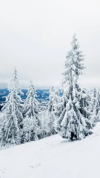 Karla kaplı ağaçlarla kaplı kış ormanı