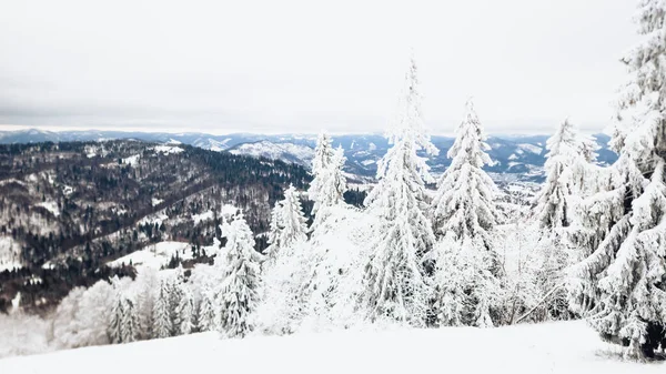 Kış ormanında çam ağacı karla kaplıdır.