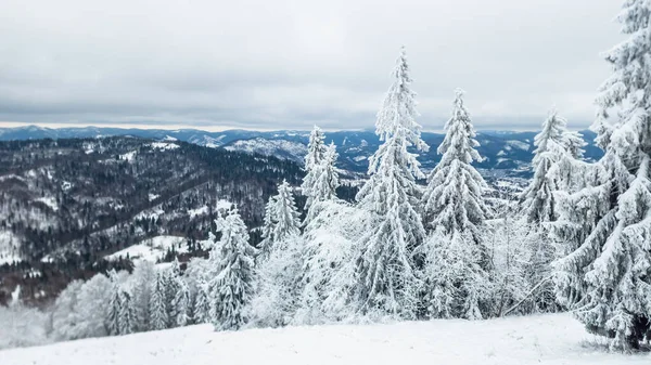 Karla kaplı ağaçlarla kaplı güzel kış manzarası