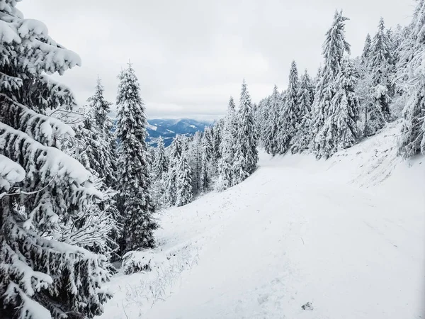 Karla kaplı ağaçlarla kaplı kış manzarası