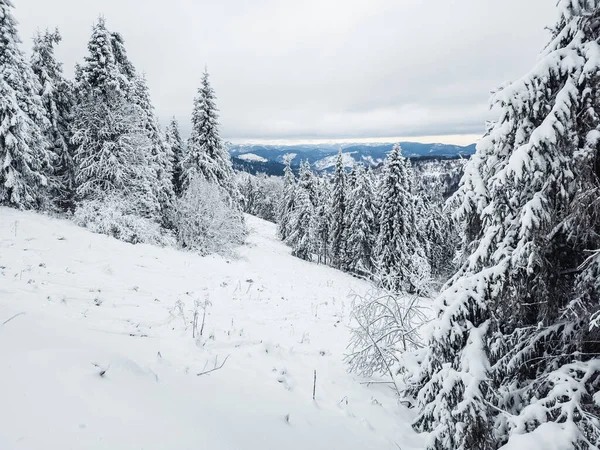 Karla kaplı ağaçlarla kaplı güzel kış manzarası