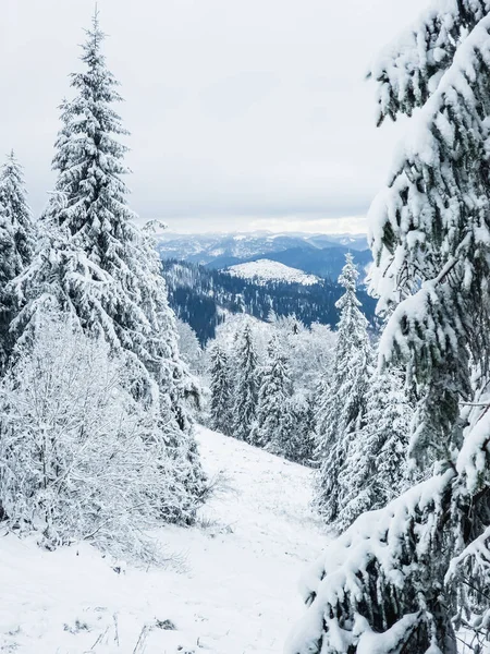 Karla kaplı ağaçlarla kaplı kış manzarası