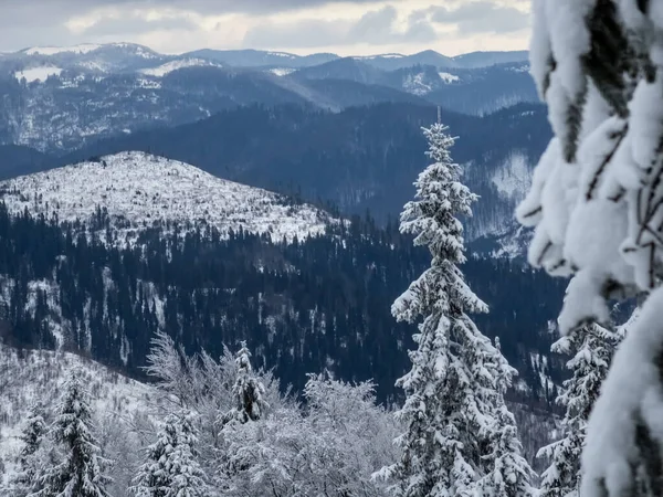 Karpatlar 'ın güzel kış manzarası Karpatlar' ın karla kaplı köknar ağaçları, ukraine