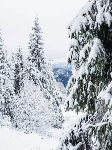 Karlı güzel kış ormanı