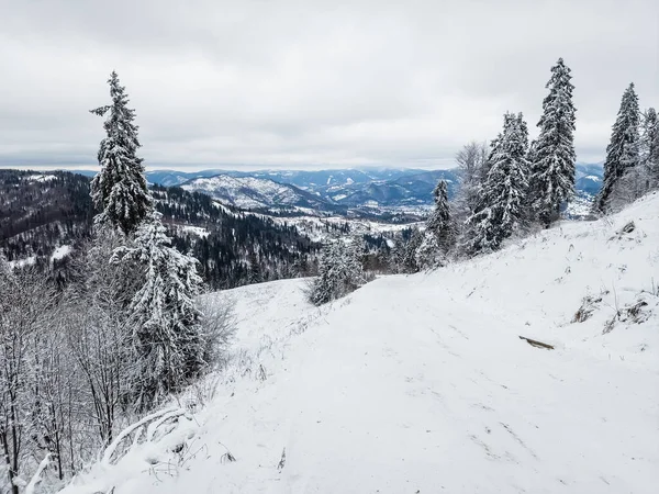 Kar ve ağaçlarla dolu güzel kış manzarası