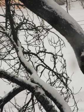 Kışın karlı ağaç dalları