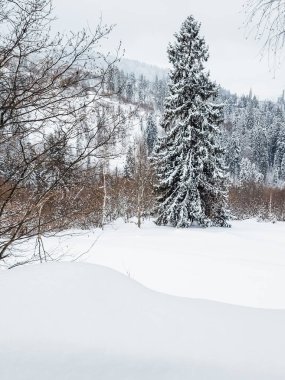 Karla kaplı dağ kış ormanı.
