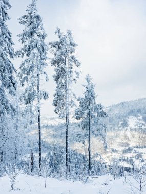 Karla kaplı ağaçlarla kaplı güzel kış manzarası