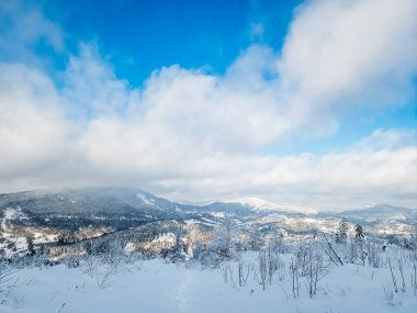 Kışın karla kaplı ağaçlar
