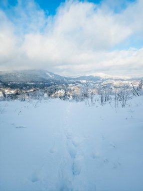Kar ve ağaçlarla kaplı karlı kış manzarası