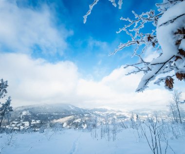 Güzel kış manzarası. karlı köknar ağacı.