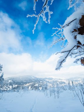 Güzel bir günde karlı kış ormanı