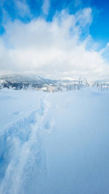 Karla kaplı ağaçlarla kaplı kış manzarası