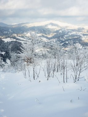 Kış manzarası karla kaplı ağaçlar
