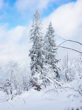 Karla kaplı ağaçlarla kaplı kış manzarası