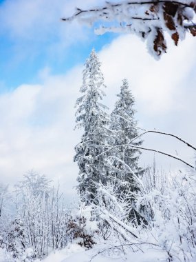 Ağaçlar ve dağlarla kaplı kış manzarası