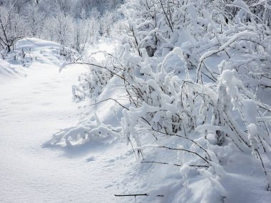 Karlı kış ormanı Karlı bir patika.