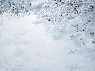Karlı kış ormanı