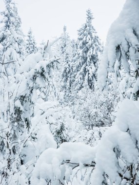 Karla kaplı ağaçlarla kaplı kış manzarası