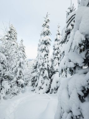 Karla kaplı ağaçlarla kaplı güzel kış manzarası