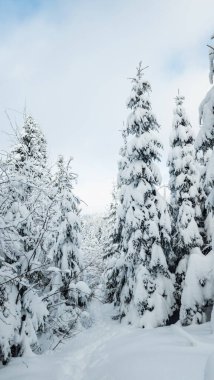 Kışın karla kaplı orman