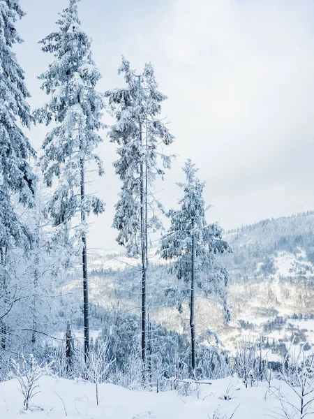 Karla kaplı ağaçlarla kaplı güzel kış manzarası