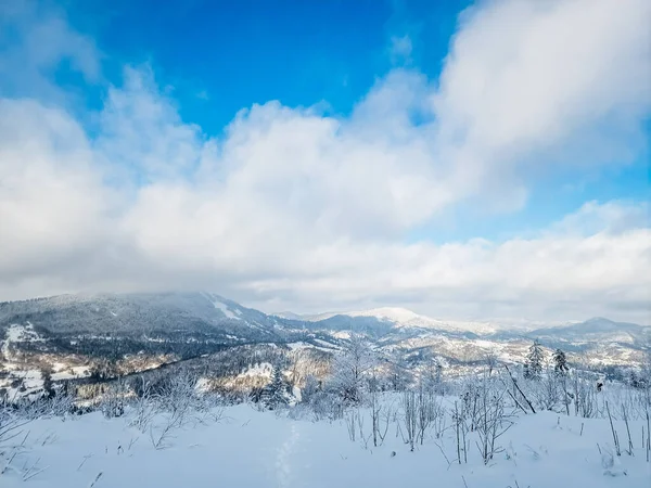 Kışın karla kaplı ağaçlar