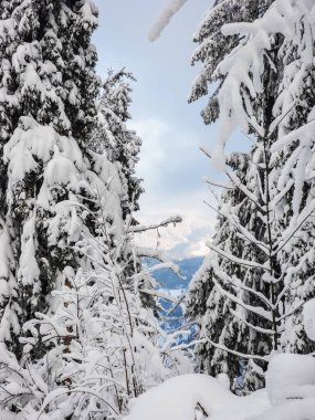 Kar ve karla kaplı bir ağacı olan güzel kış manzarası.