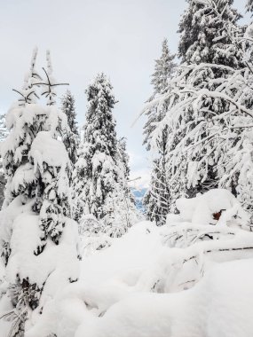 Kar - Alp dağlarında kış mevsiminde ağaçlar ve ormanlar - İsviçre