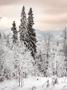Romanya 'nın Karpat Dağları' nın kış manzarası