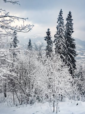 Sabah karlı dağ ormanları