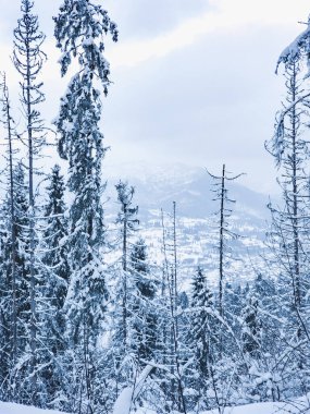 Kar- kışın dağlarında çam ağaçları ve ormanlar