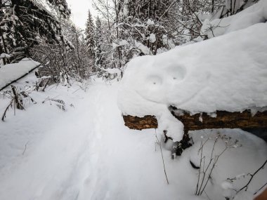 Kış mevsiminde karla kaplı ağaçların üzerindeki ahşap çitler.