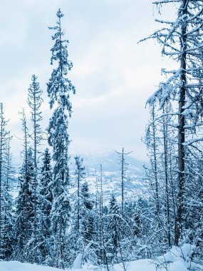Karla kaplı çam ağacı ve ladin ormanı. Karla kaplı dağ ve ormanlarla kaplı kış manzarası